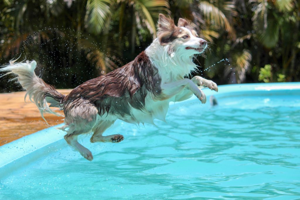 Pies na wakacjach wskakujący do basenu