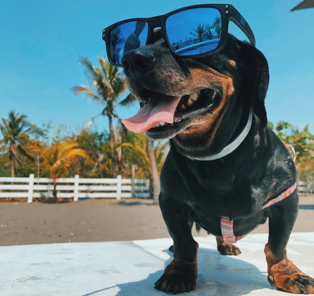 Pies na wakacjach nad morzem w okularach przeciwsłonecznych