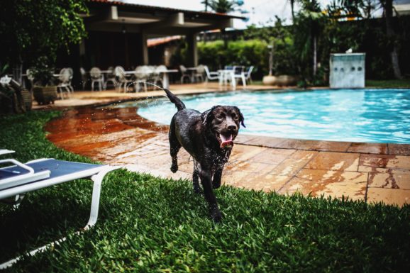 Wakacje z psem nad morzem – poradnik dla właścicieli czworonogów
