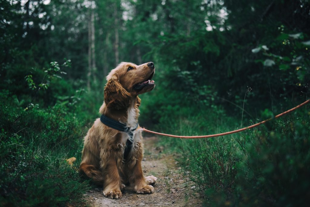 Pies podczas spaceru w lesie na smyczy