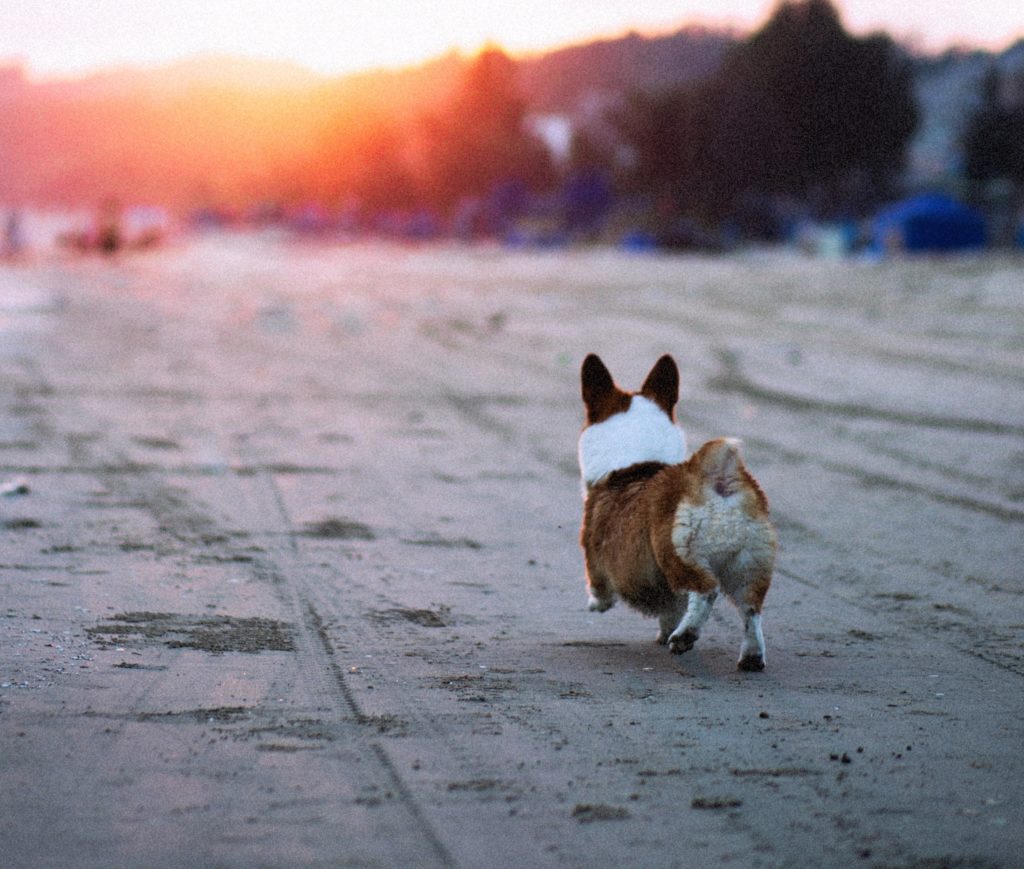 Wesoły pies idący po plaży nad morzem