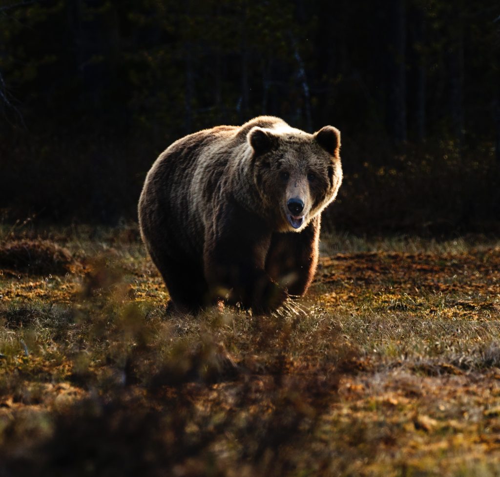 Niedźwiedź mieszkający w Bieszczadach