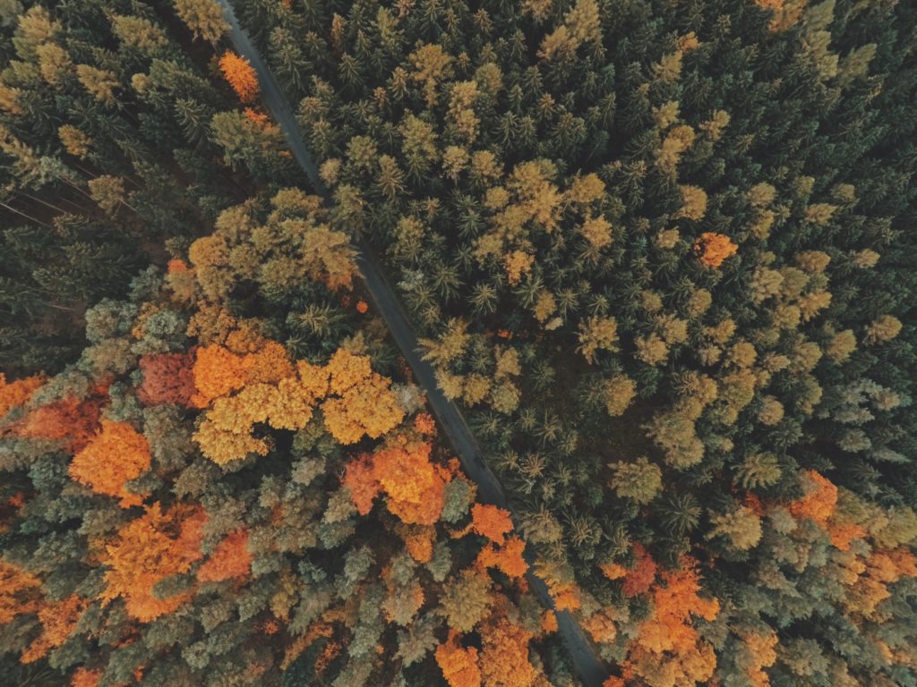 Droga w Czechach otoczona lasem