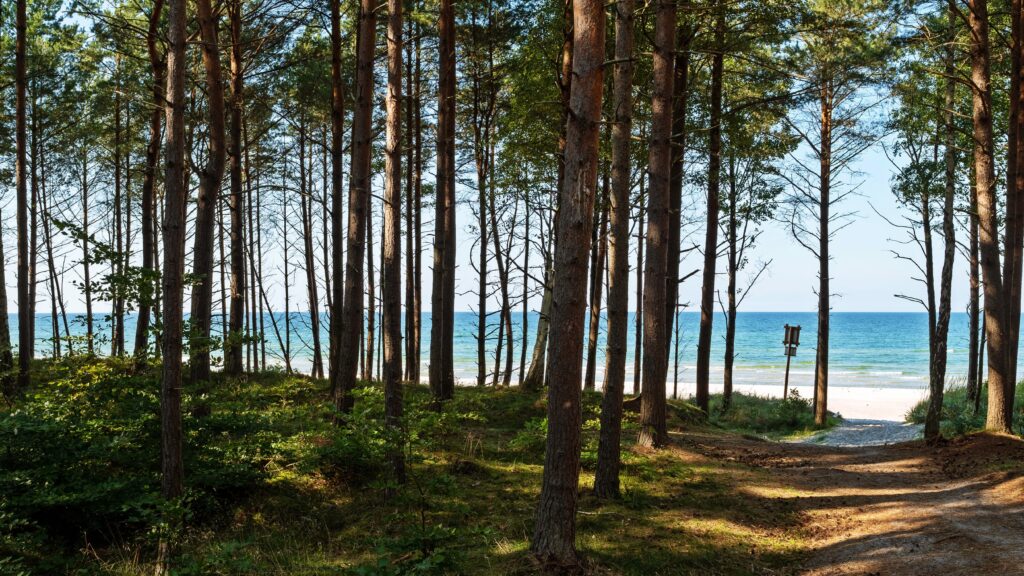 Zejście na plażę z lasu nad polskim morzem