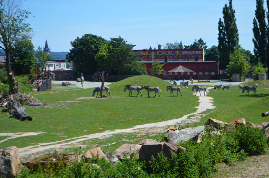 Dvůr Králové Zoo w Czechach