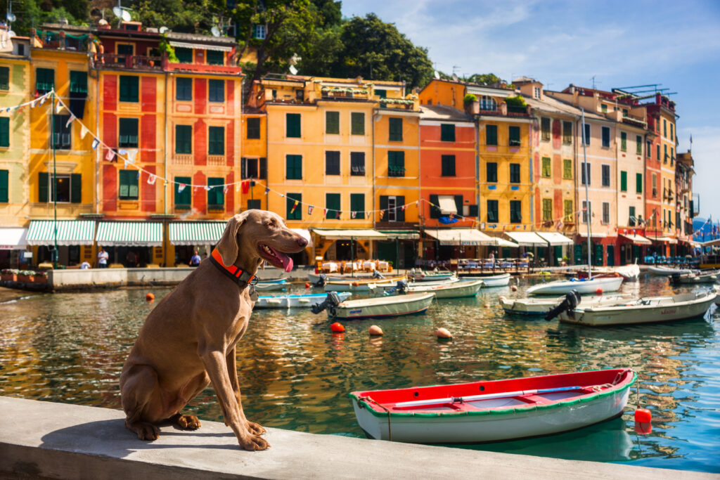 Pies na wakacjach we Włoszech