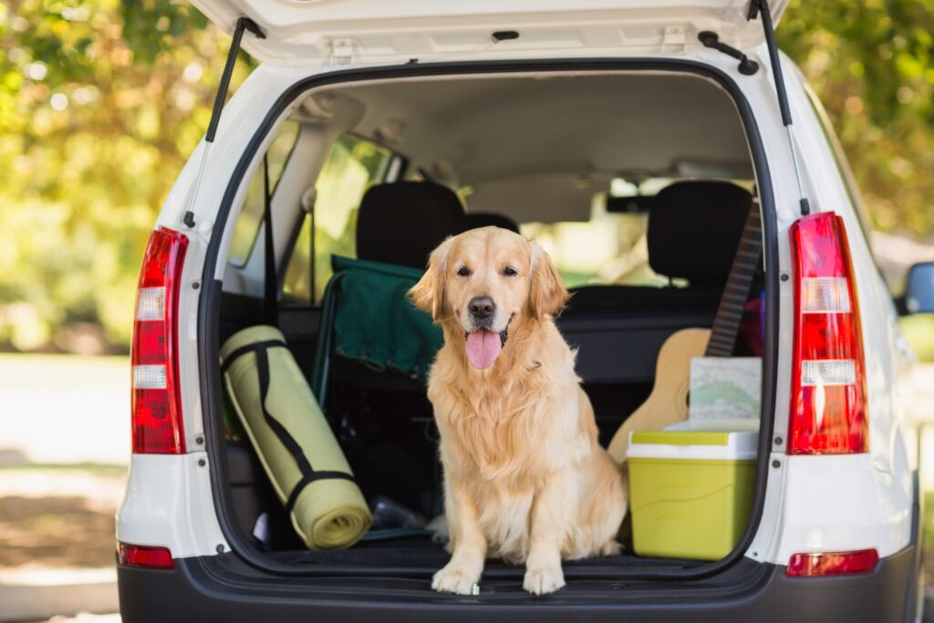 Pakowanie samochodu na wakacje z psem