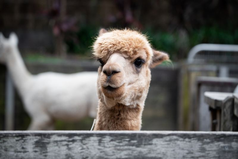 Alpaka za ogrodzeniem