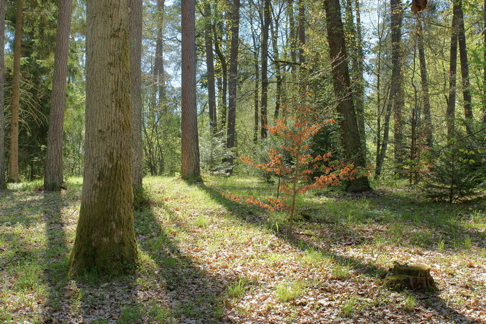 Leśne Arboretum Warmii i Mazur niedaleko Olsztyna