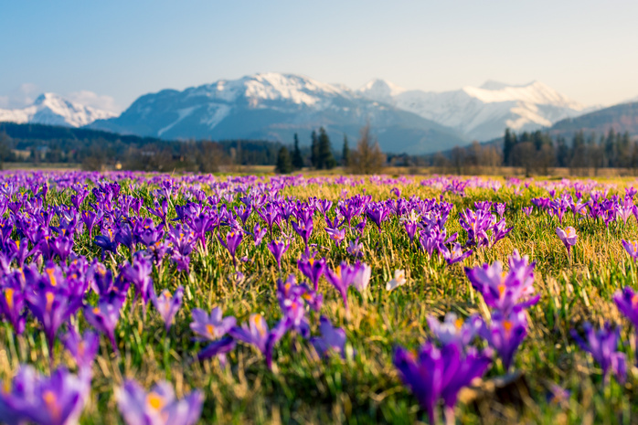Dolina Chochołowska w Tatrach z kwitnącymi krokusami