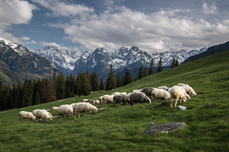Widok na Tatry Wysokie z Rusinowej Polany