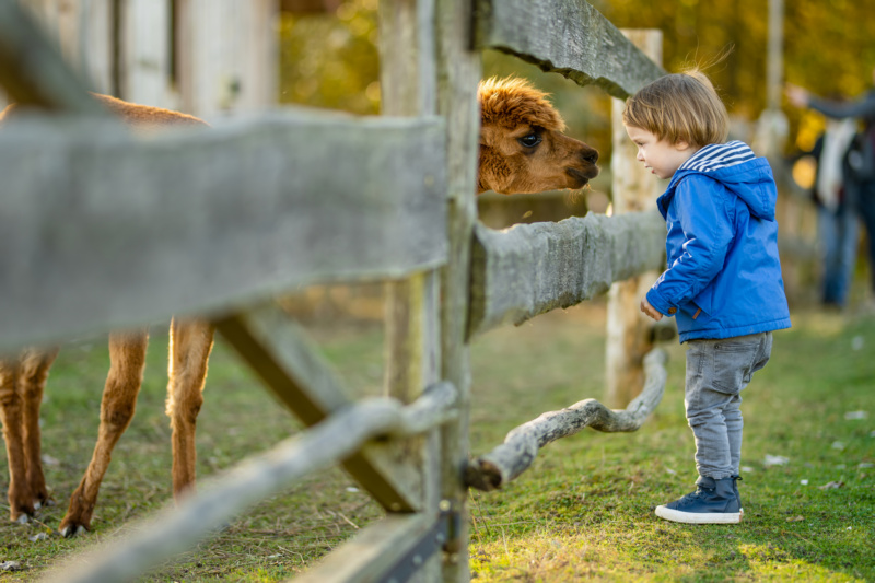 Farma z alpakami jako pomysł na wyjazd na Wielkanoc z dziećmi