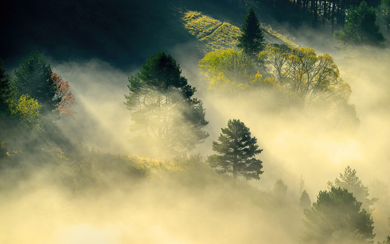 Mglisty poranek w lesie
