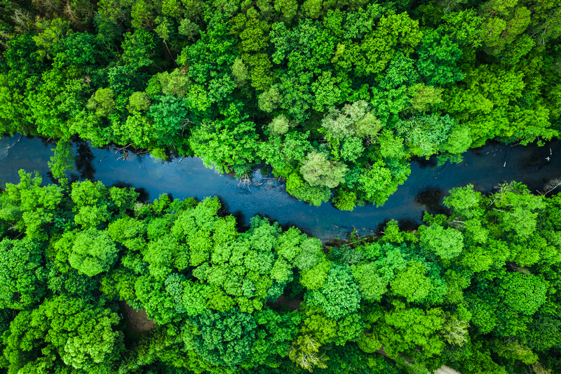 Panorama Borów Tucholskich