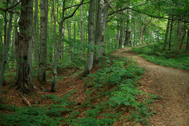 Ścieżka w lesie liściastym