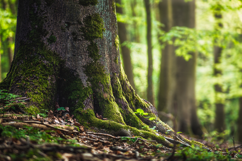 Pień drzewa w lesie porośnięty mchem
