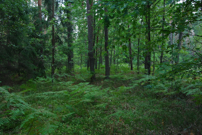 Drzewa w Lasach Janowskich
