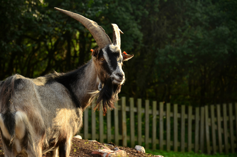 Kozioł w zagrodzie