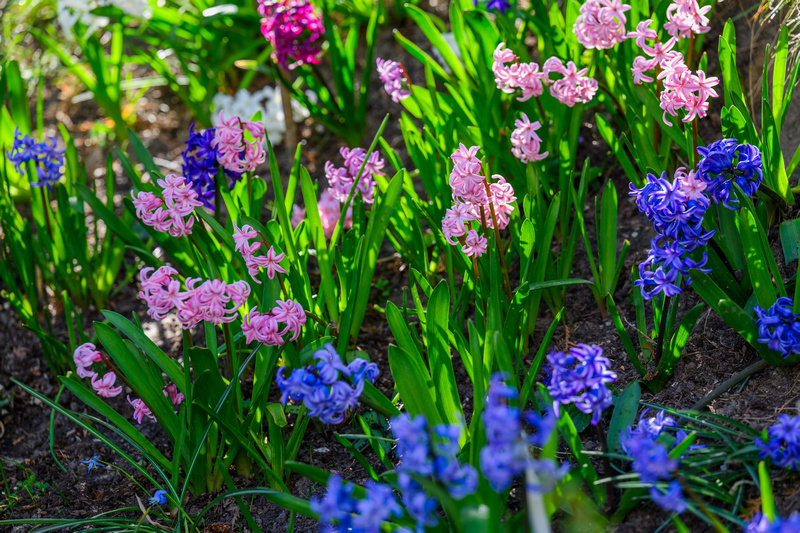 Kwiaty hiacyntów w ogrodzie wiosną