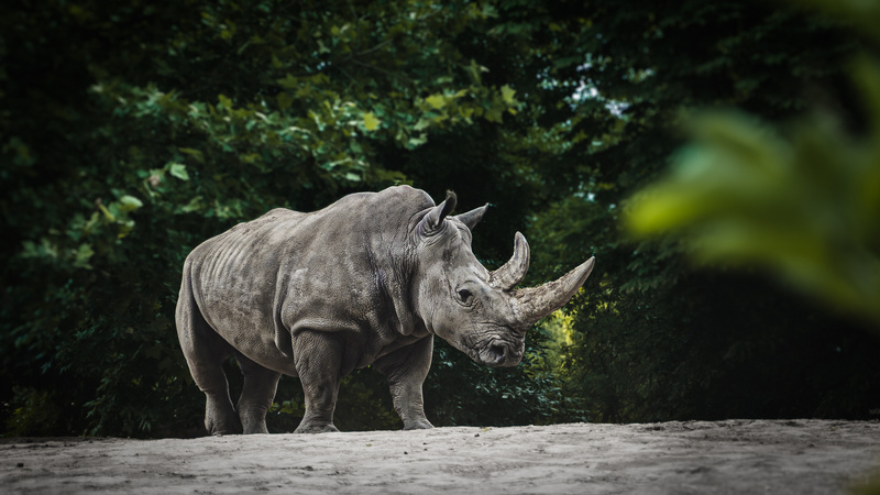 Nosorożec w katowickim zoo