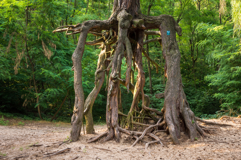 Sosna na szczudłach