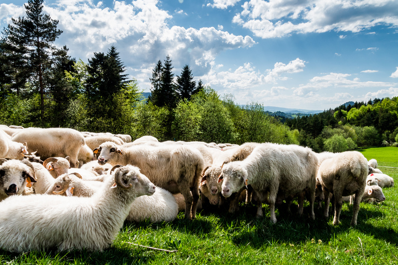 Tradycyjny wypas owiec w Małopolsce