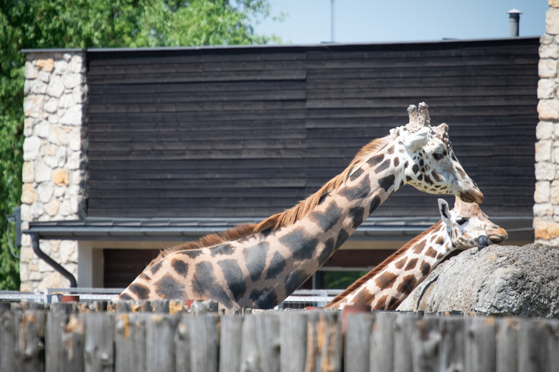  Żyrafy w zamojskim ZOO