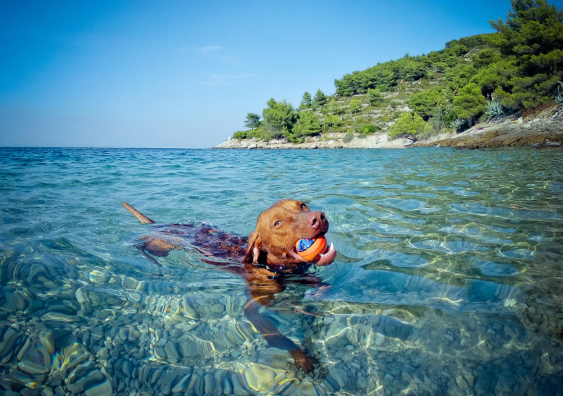 Pies pływający w morzu przy chorwackiej plaży dla psów