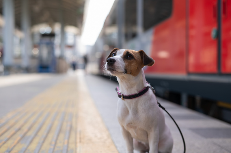 Pies na stacji kolejowej