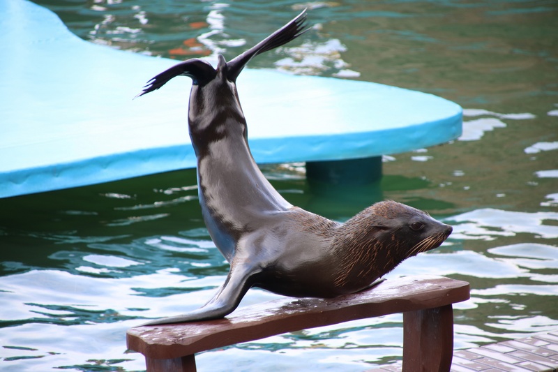 Foka na pokazie w Sea Park Sarbsk