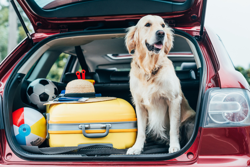 Pies w samochodzie spakowanym na podróż