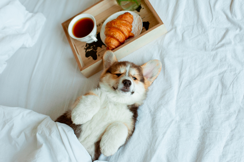 Piesek Corgie leżący na łóżku obok tacy z croissantem i herbatą