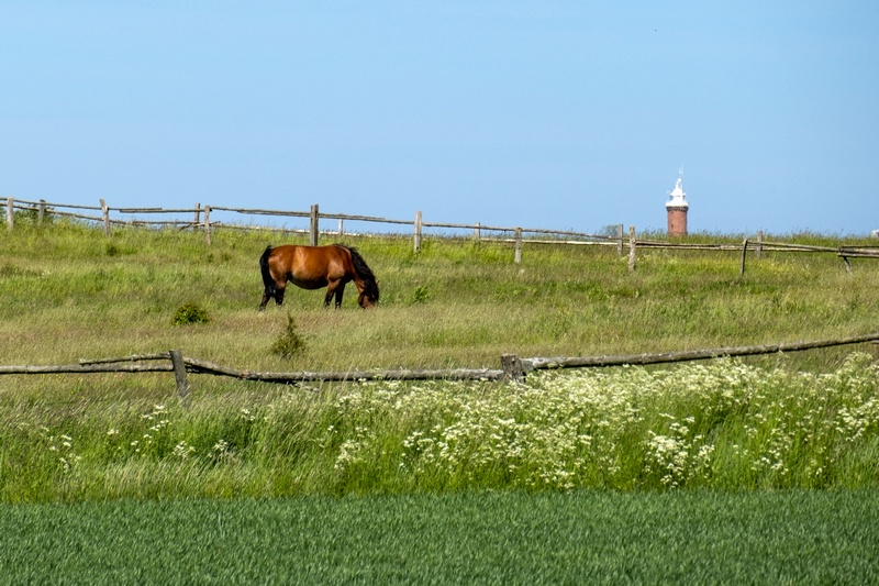 Koń wypasający się na łące w Jarosławcu