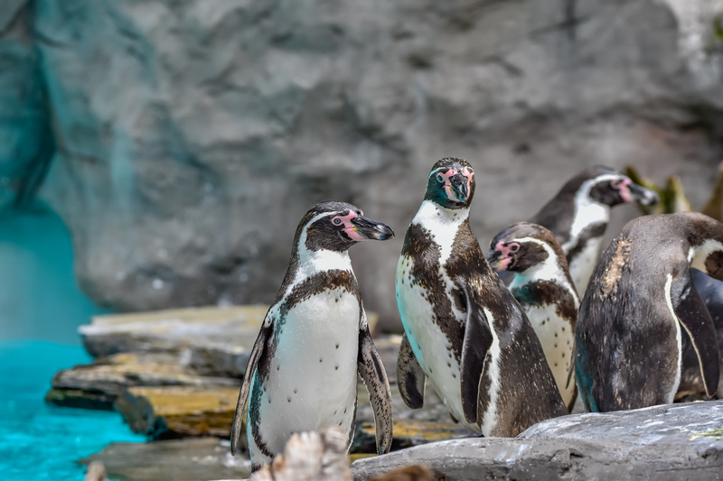 Pingwiny w Ogrodzie Zoologicznym w Krakowie
