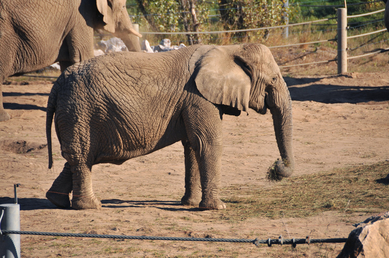 Słoń w poznańskim zoo