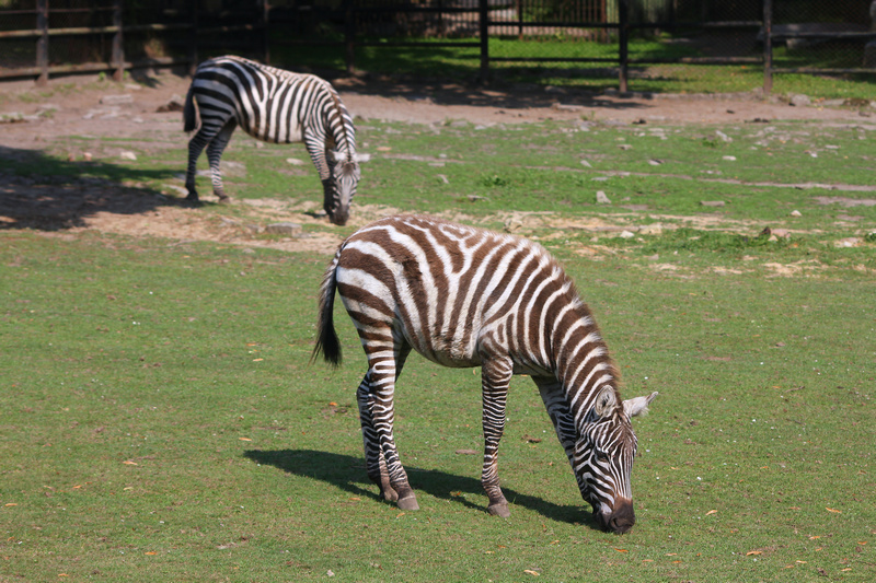 Zebry w Śląskim Ogrodzie Zoologicznym