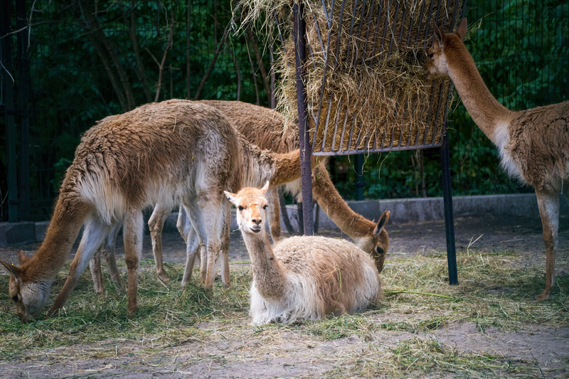  Zoo w Łodzi