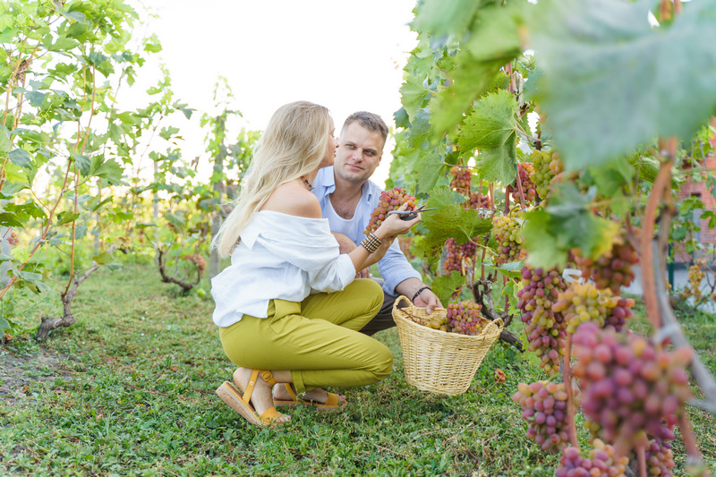 Para zbierająca winogrona do kosza