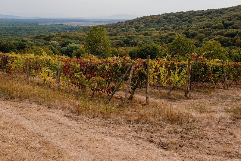Winnica w Karpatach jesienią
