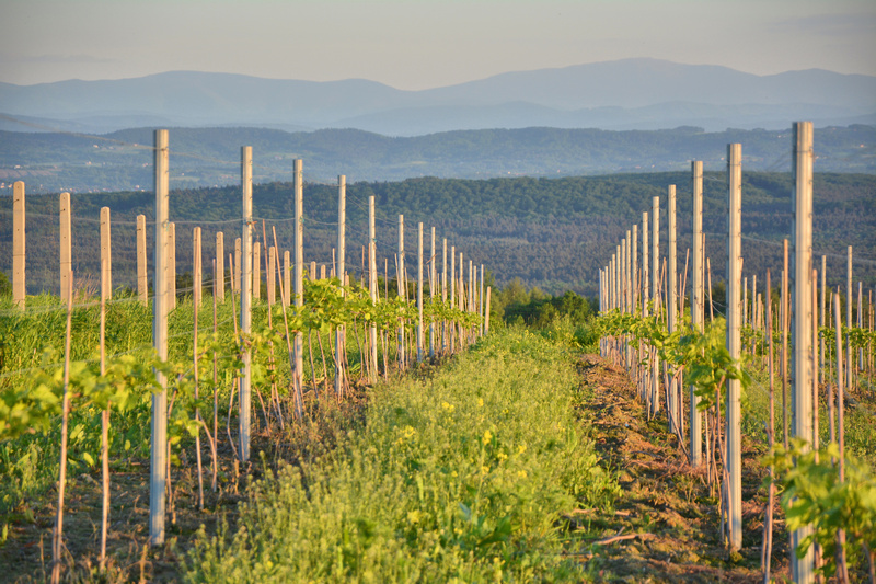 Winnica w Małopolsce z górami w tle