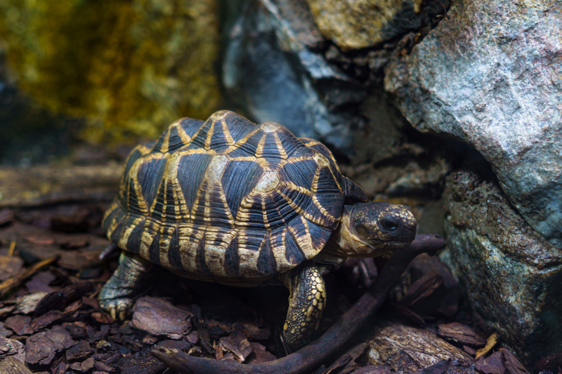 Żółw we wrocławskim Afrykarium