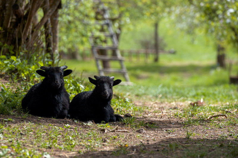 Czarne kozy na Mazurach Garbatych