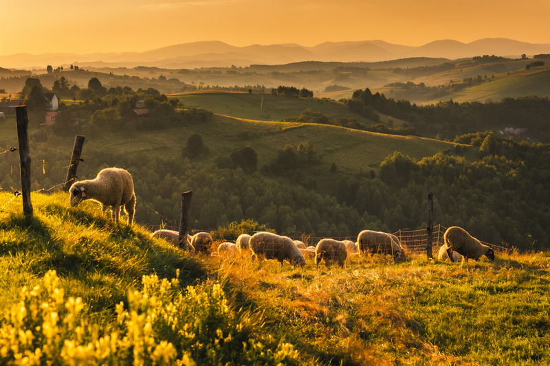 Owce pasące się w Beskidzie Sądeckim