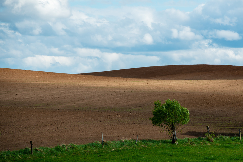 Pole na Mazurach Garbatych