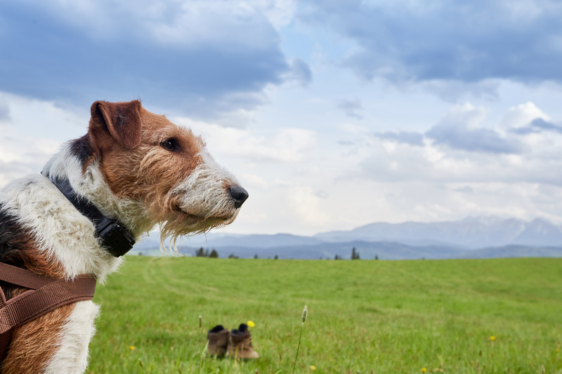 Pies z widokiem gór w tle