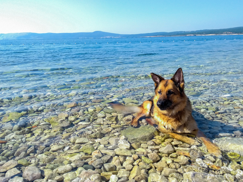 Monty's Dog Beach & Bar w Crikvenicy)
