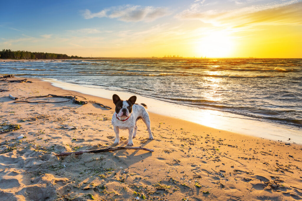 Najlepsze psie plaże nad Bałtykiem