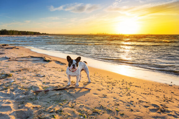 Najlepsze psie plaże nad Bałtykiem