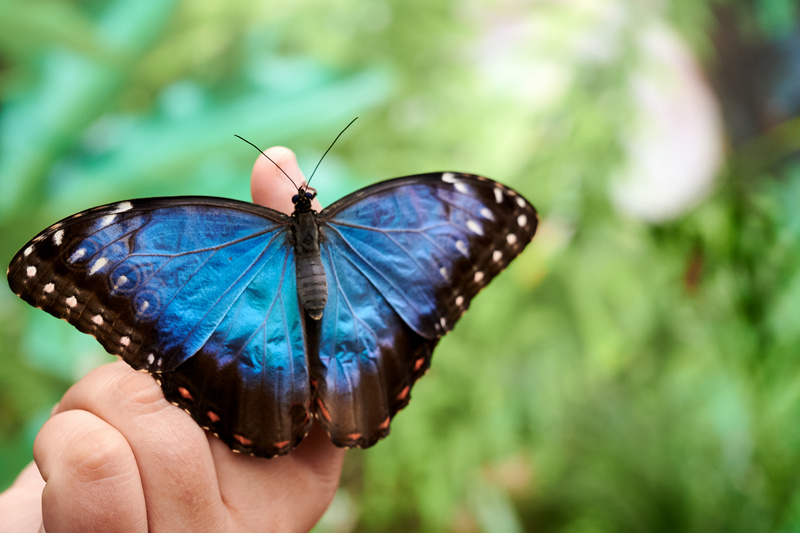 Kolorowy motyl w motylarni
