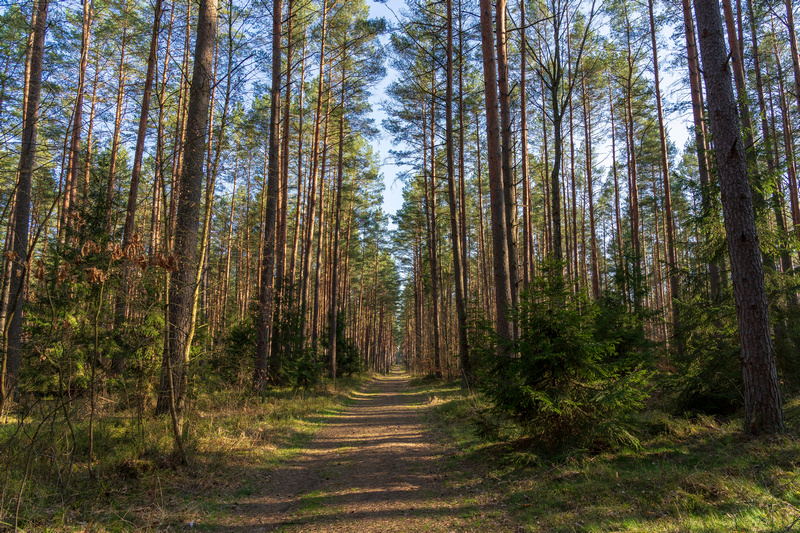 Puszcza Piska